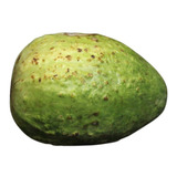 Germinação