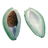 Fruta