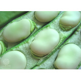 20 Sementes De Fava Italiana Verdadeira Gigante Vicia Faba