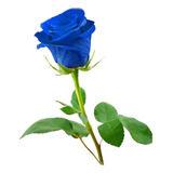20 Sementes De Rosas Azuis Raras