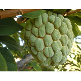Plantio