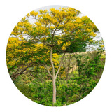 200 Sementes De Guapuruvu Amarelo (schizolobium