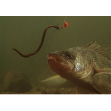 200 Minhocas Africanas Gigantes De 15 A 21 Cm