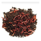 Compostagem