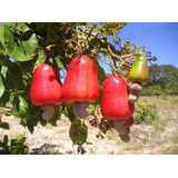 200 Sementes De Caju Prec Varieade Ccp 76 Produz Com 1 Ano