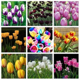 200 Sementes De Tulipa Mix Várias Cores P jardim Bonsai Rosa