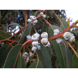 200 Sementes Eucalipto Azul Eucalyptus Globulus