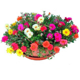 Grandiflora