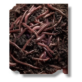 200 Un Minhocas Para Compostagem Violetas Do Himalaia