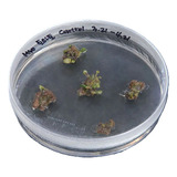 20x Placas De Petri De Cultura Vegetal 100x15mm Descartáveis