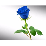 21 Sementes De Rosas Azuis