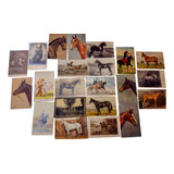 22 Cartão Postal Antigo Tema Cavalo O Mais Antigo De 1911