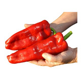 Paprica