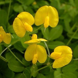 Jardim