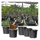 250 Vasos Pote 11 Cactos Suculentas Rosa Do Deserto Atacado