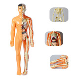 28,5 Cm Anatomia Humana Torso Esqueleto