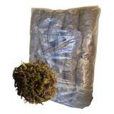2kg Musgo Verde Graminha Fracionados Em 20 Pacotes De 100g