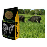 2kg Sementes De Brachiaria Brizantha Marandu Braquiarão