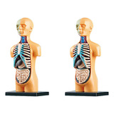 2x Modelo De Corpo Anatômico Removível De Torso Humano Em 3d