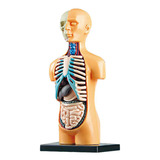 2x Modelo De Corpo Anatômico Removível De Torso Humano Em 3d