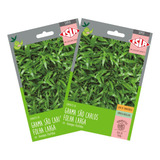 2x Sementes De Grama São Carlos folha Larga Isla