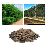 Espinhos
