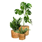 Plantas