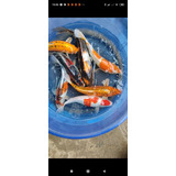 32cm