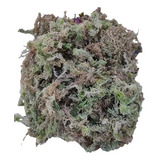 Sphagnum