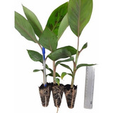 Plantio