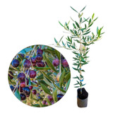Arbequina