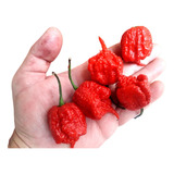 3 Mudas De Pimenta Carolina Reaper Originais, Frete Gratis