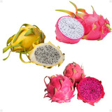 3 Mudas De Pitaya - Vermelha - Branca - Amarela Autoferteis