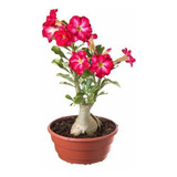 Cultivo