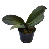 3 Mudas Pré Adultas De Orquídea Phalaenopsis Lindas