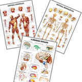3 Posters 65x100cm Medicina --- Musculos Esqueleto + Cérebro
