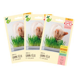 3 Semente Broto De Grama Dos Gatos E Erva Catnip Catgrass