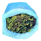 3 Kg 50 Litros saco Grande Musgo Verde Sphagnum 100 puro