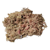 3 Litros Musgo Esfagno Substrato Orquídeas Sphagnum Kokedama