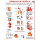 3 Mapas Do Corpo Humano Gigante 120 X 90 Cm A Sua Escolha