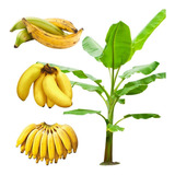 3 Mudas De Banana Prata Maçã