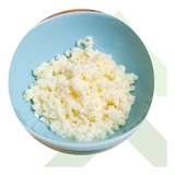 3 Mudas De Kefir Em Grãos De Leite Real Bichinho Do Iogurte