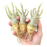 Arabicum