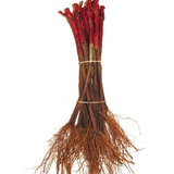Plantio