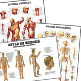 3 Posters 65x100cm Músculos Esqueleto Meridianos