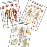 3 Posters Anatomia 60cmx80cm Muscular Esquelético Linfático