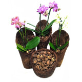 Macadamia