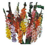 30 Bulbos Gladíolos Variados - Palma De Santa Rita - Flores