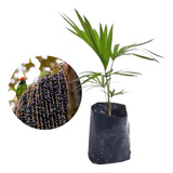 Jussara