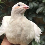 30 Ovos De Codorna Gigante Galados (brancas)